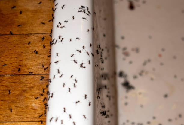Best Best Pest Control Companies  in Riverside, IL