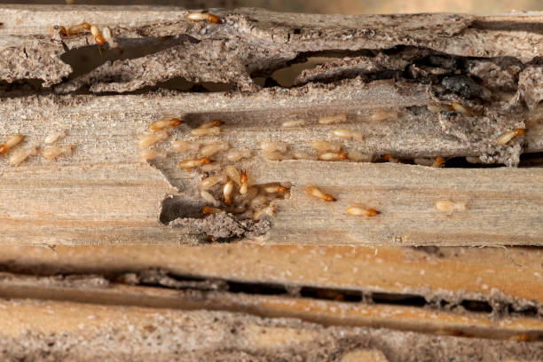 Best Pest Removal Services  in Riverside, IL
